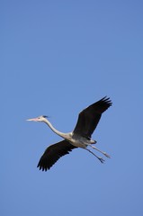 Obraz premium Grey Heron (Ardea cinerea) flying