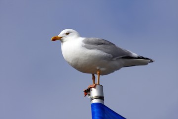 Herring Gull (Larus argentatus) perched on a flagpole