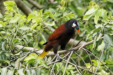 Montezuma Oropendola (Psarocolius montezuma), Costa Rica, Central America