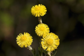 Coltsfoot (Tussilago farfara), medicinal plant