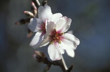 Flower of almond tree (Amygdalus communis), Canary Islands