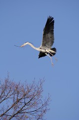 Grey Heron (Ardea cinerea) flying with nesting material
