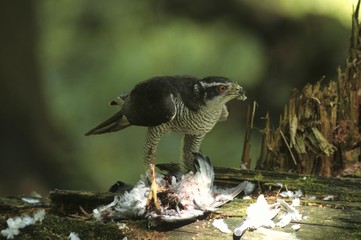 (Northern) goshawk (Accipiter gentilis), male with captured pigeon