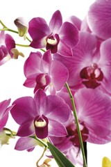 Violet orchids (Orchidaceae)
