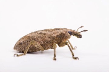 Sluggish Weevil (Cleonus piger)