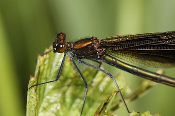 Beautiful demoiselle, female, Calopteryx splendens