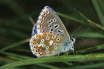 Fototapeta na wymiar Adonis Blue (Lysandra bellargus)