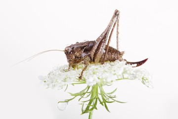 Dark Bush Cricket (Pholidoptera griseoaptera)
