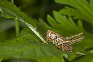 Dark Bush-Cricket (Pholidoptera griseoaptera)