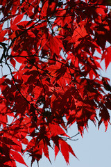 Japanese maple - leaves in autumn colours - colourful foliage (Acer palmatum cultivar)