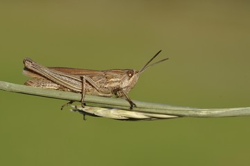 Common field grashopper (Chorthippus brunneus)