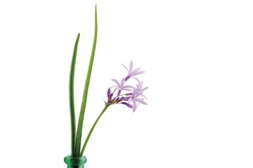 Garlic (Allium sativum) blossom