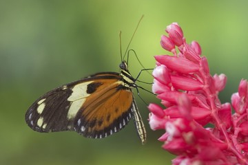 Heliconius ismenius