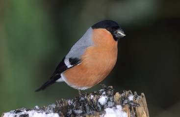Bullfinch (Pyrrhula pyrrhula), finch at feeding place