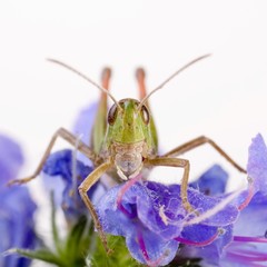 Stripe-winged grasshopper (Stenobothrus lineatus)