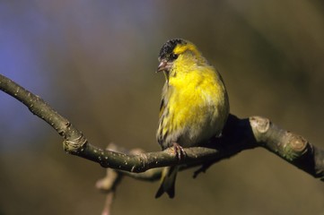 Eurasian Siskin (Carduelis spinus), male
