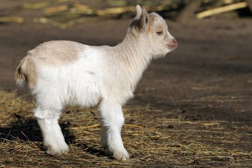 Young domestic goat (Capra hircus)