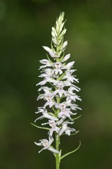 Wild Orchid (Dactylorhiza saccifera), Lake Kerkini area, Greece, Europe
