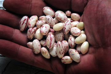 Phaseolus vulgaris Fazol Լոբի obecný Matbaun Fagioli Gewone boon Beans Fasola zwykła 