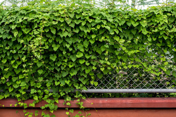 green ivy on Steel grid fence