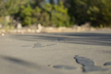 bird footprints in concrete