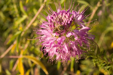 Honey Bees on Flower