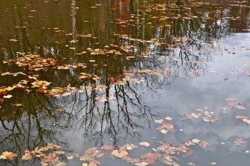 fall reflections