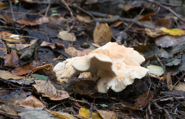 Edible mushroom wood hedgehog, Hydnum repandum growing among leafs