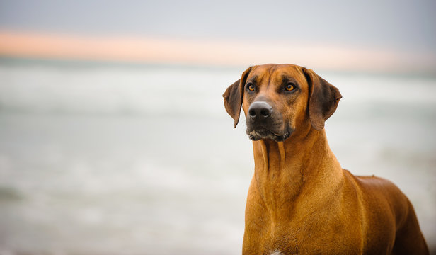 Rhodesian Ridgeback dog outdoor portrait at ocean with sunset