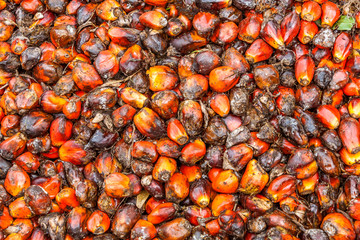 Seeds of oil palm