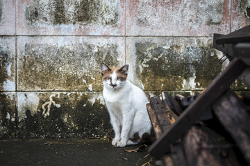 Portrait of a cat sitting on road