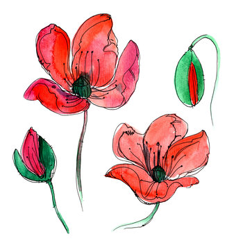 red watercolor poppy