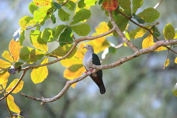 Obraz premium Island imperial pigeon (Ducula pistrinaria) in Manus Island, Papua New Guinea 