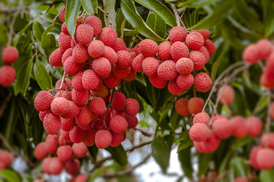 Lychees on tree