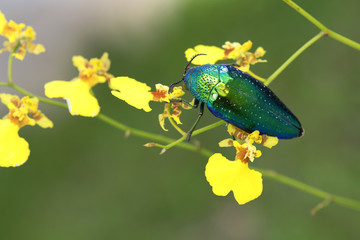 Jewel beetle or Metallic wood-boring beetle in Southeast Asia.