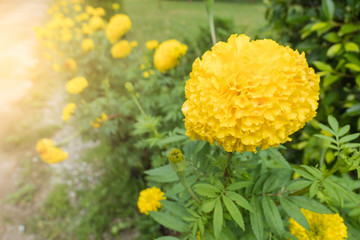 Fresh Yellow Marigold flowers with water drop in the garden .
