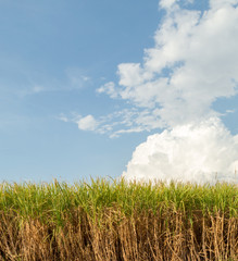 sugar cane plantation
