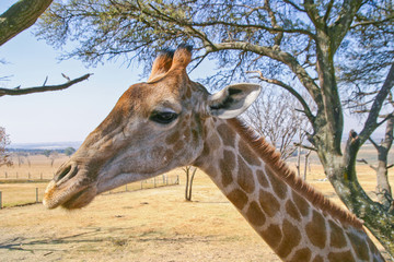 GIRAFFE HEADSHOT