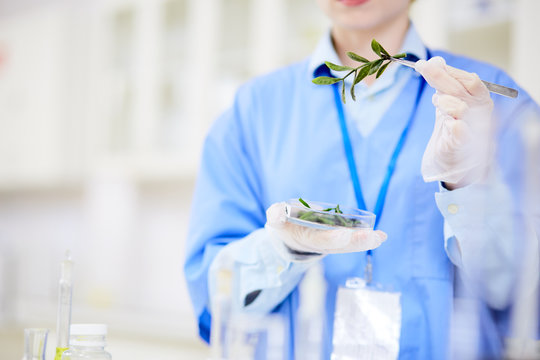 Unrecognizable biologist holding Petri dish with seedling in hand while carrying out experiment at modern laboratory, blurred background