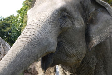 Fototapeta premium ゾウ