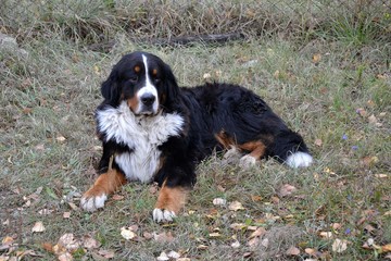 Большой лохматый пёс отдыхает на земле