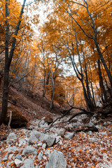 Forest Autumn scene. Nature landscape photo.