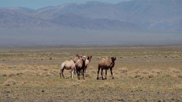 Bactrian camels in mongolian stone desert. Western Mongolia
