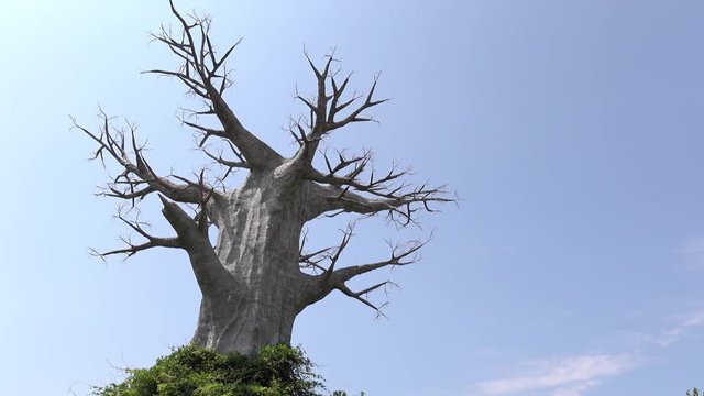 A dry tree. A large dead tree on blue sky background .