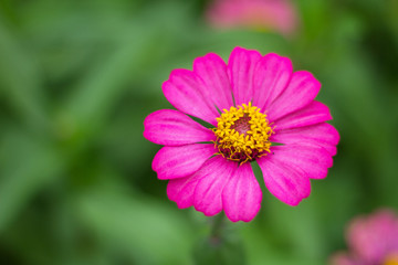 Obraz premium pink flower in garden