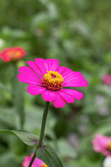 Obraz premium pink flower in garden