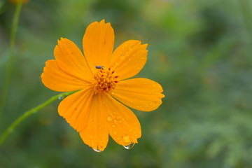 Orange flower in garden