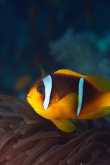 Fototapeta na wymiar red sea clownfish on anemone