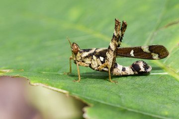 Image of Conjoined Spot Monkey-grasshopper (female), Erianthus serratus on green leaves. Insect Animal
