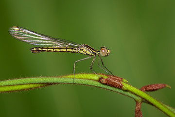 Image of Libellago lineata lineata dragonfly (Rhinocypha fenestrella) on a green branch. Family Chlorocyphidae. Insect. Animal,